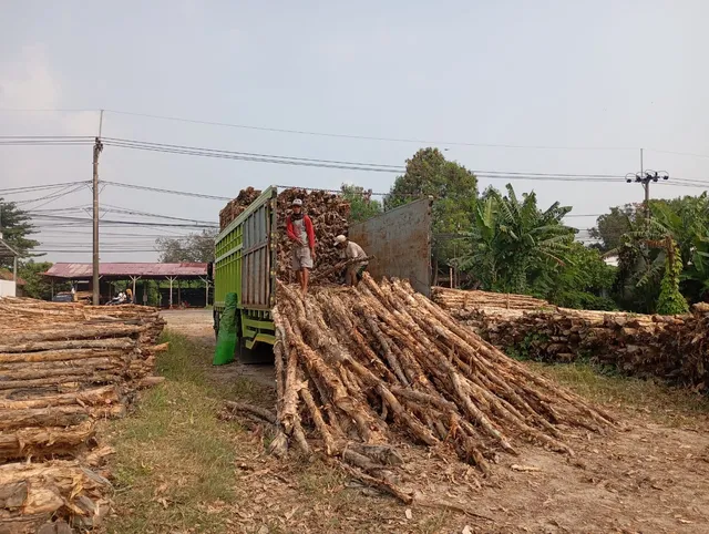 Proses memuat kayu dolken ke bak truk pengiriman