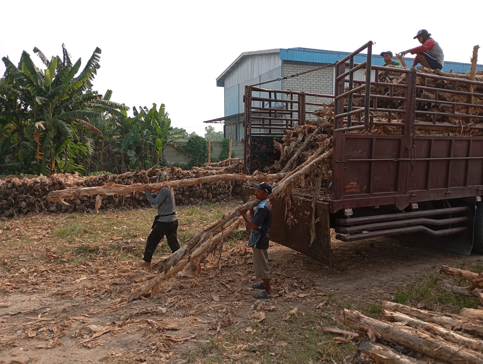 Bongkar muat kayu dolken gelam siap antar ke pelanggan di Blora — foto 2