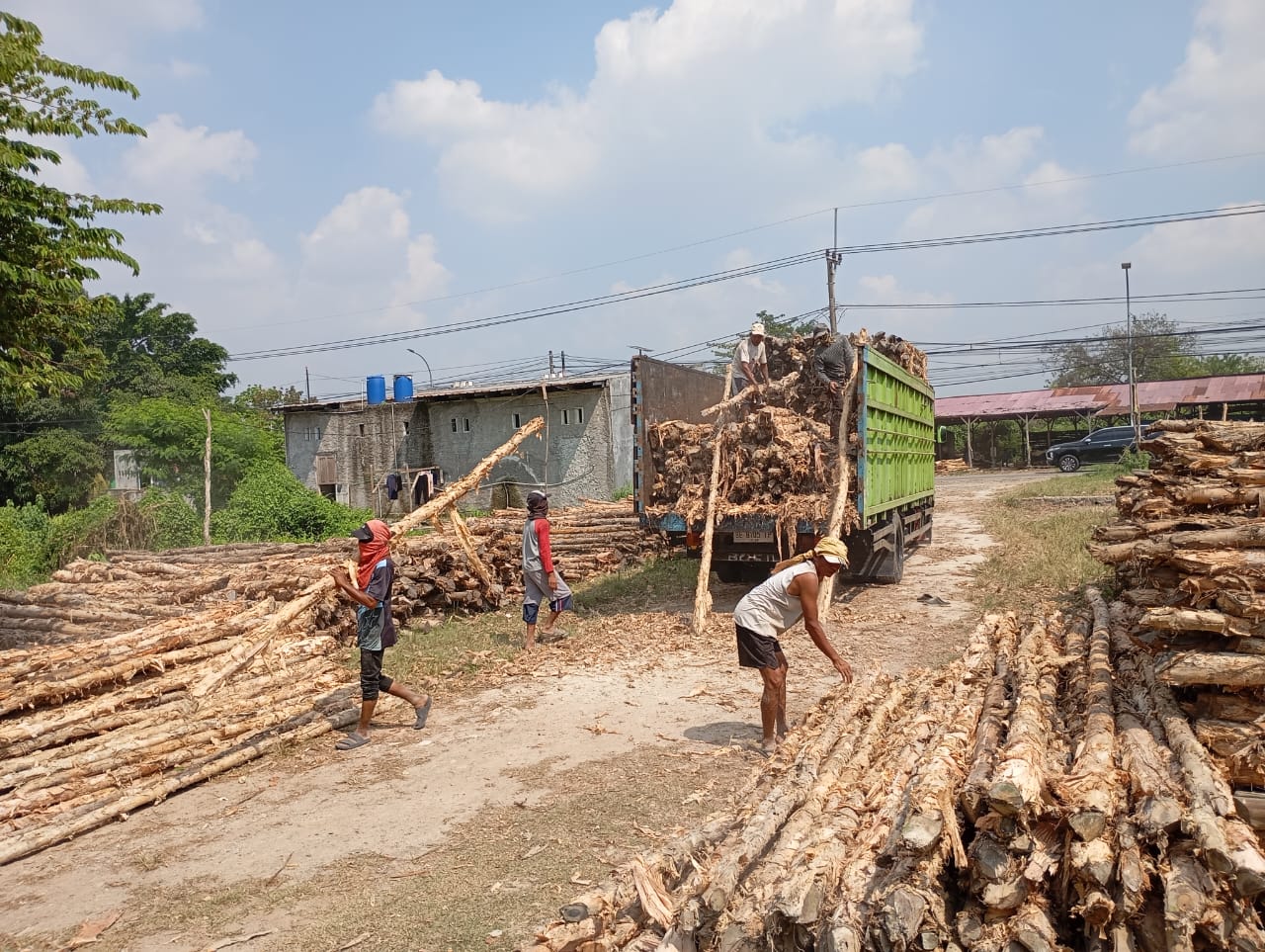 Bongkar muat kayu dolken gelam siap antar ke pelanggan di Bogor — foto 1