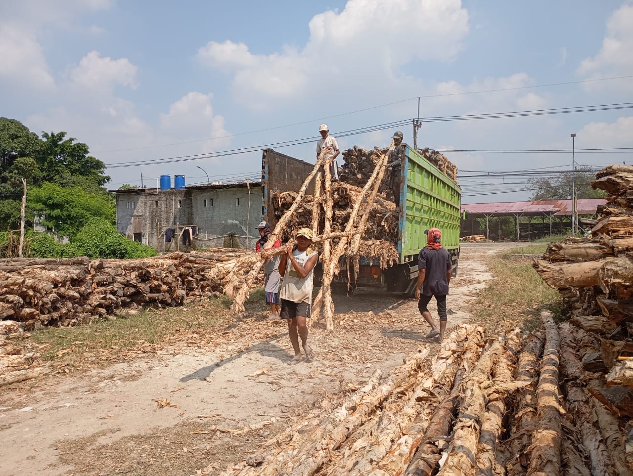 Bongkar muat kayu dolken gelam siap antar ke pelanggan di Brebes — foto 1