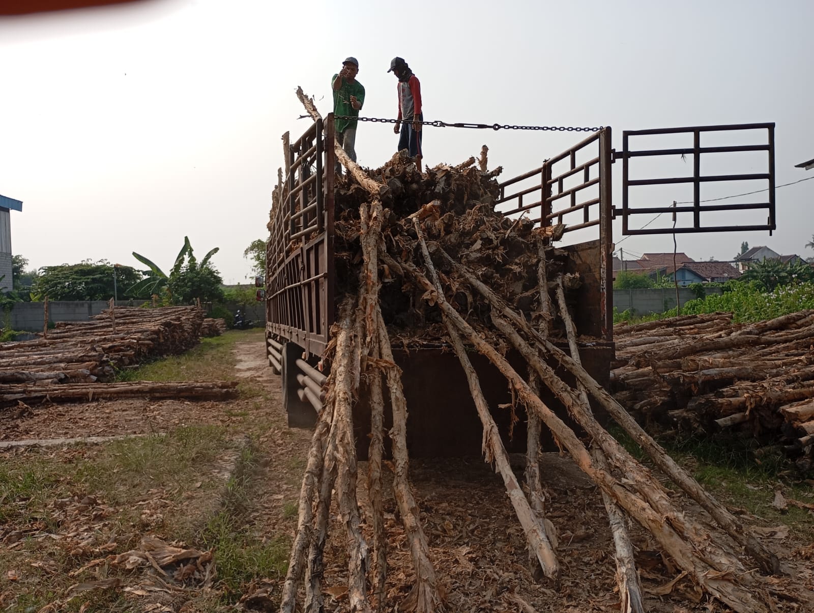 Bongkar muat kayu dolken gelam siap antar ke pelanggan di Brebes — foto 2