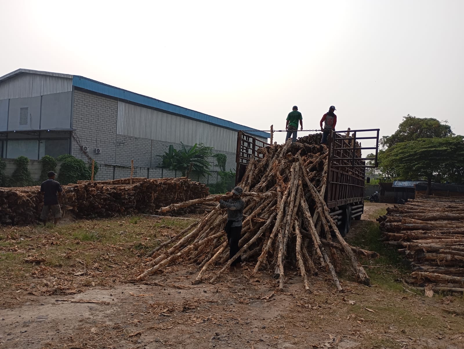 Bongkar muat kayu dolken gelam siap antar ke pelanggan di Cilacap — foto 1