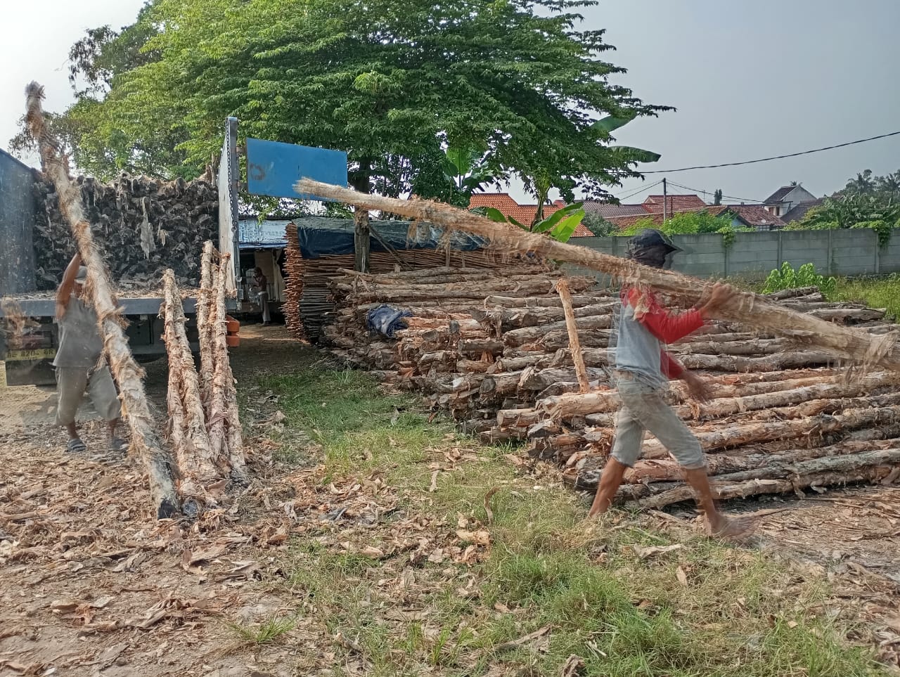 Bongkar muat kayu dolken gelam siap antar ke pelanggan di Jepara — foto 2