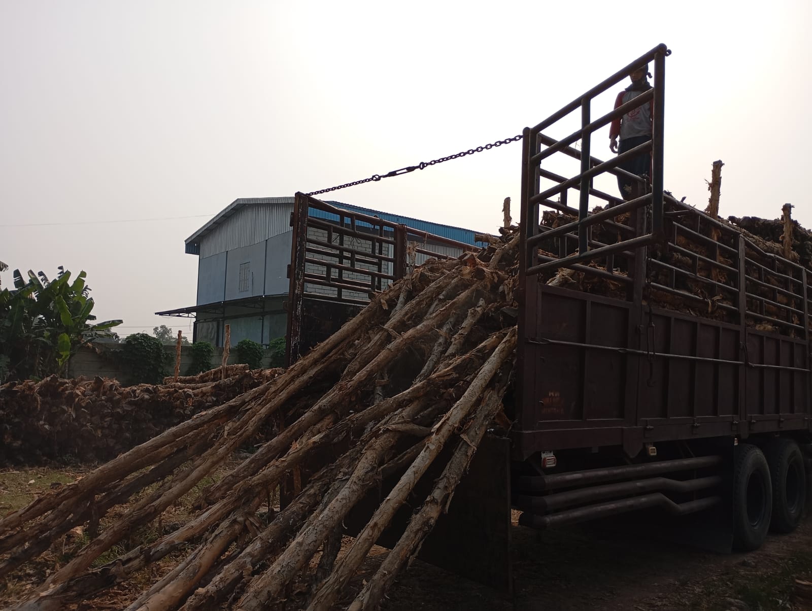 Bongkar muat kayu dolken gelam siap antar ke pelanggan di Magelang — foto 2