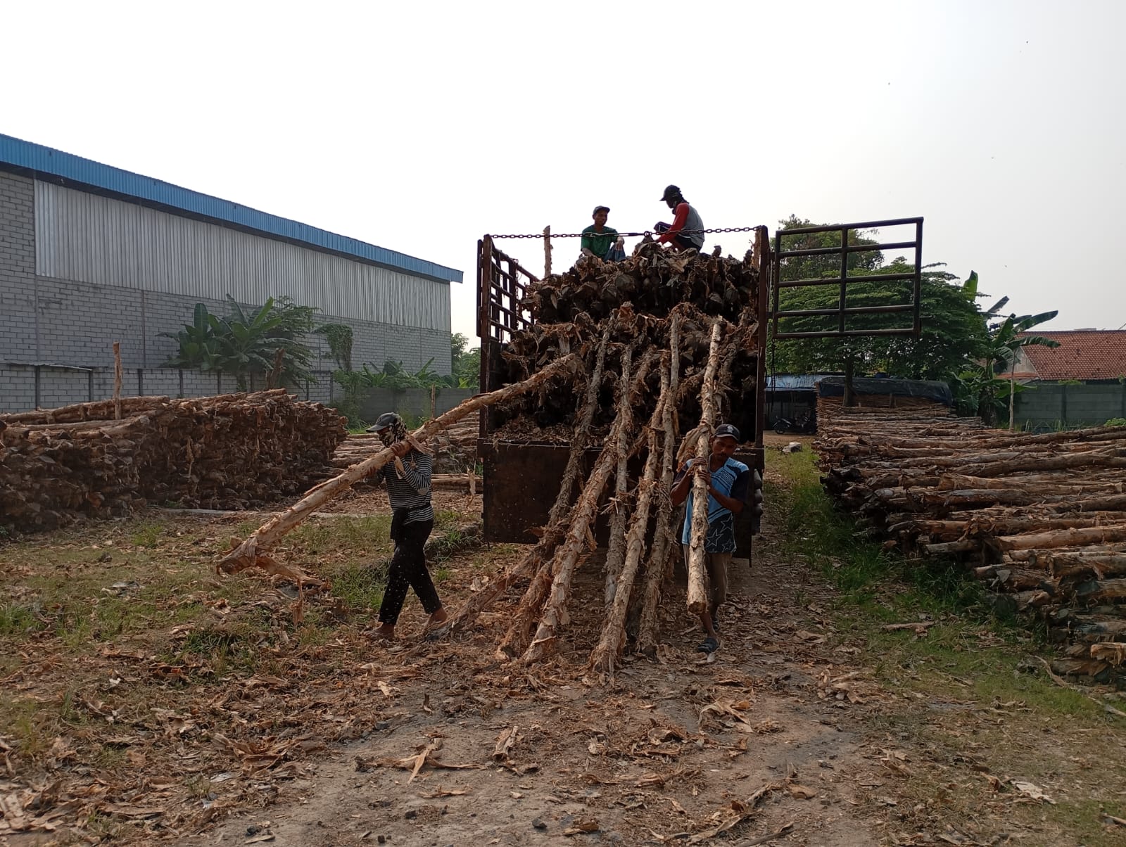 Bongkar muat kayu dolken gelam siap antar ke pelanggan di Purworejo — foto 1