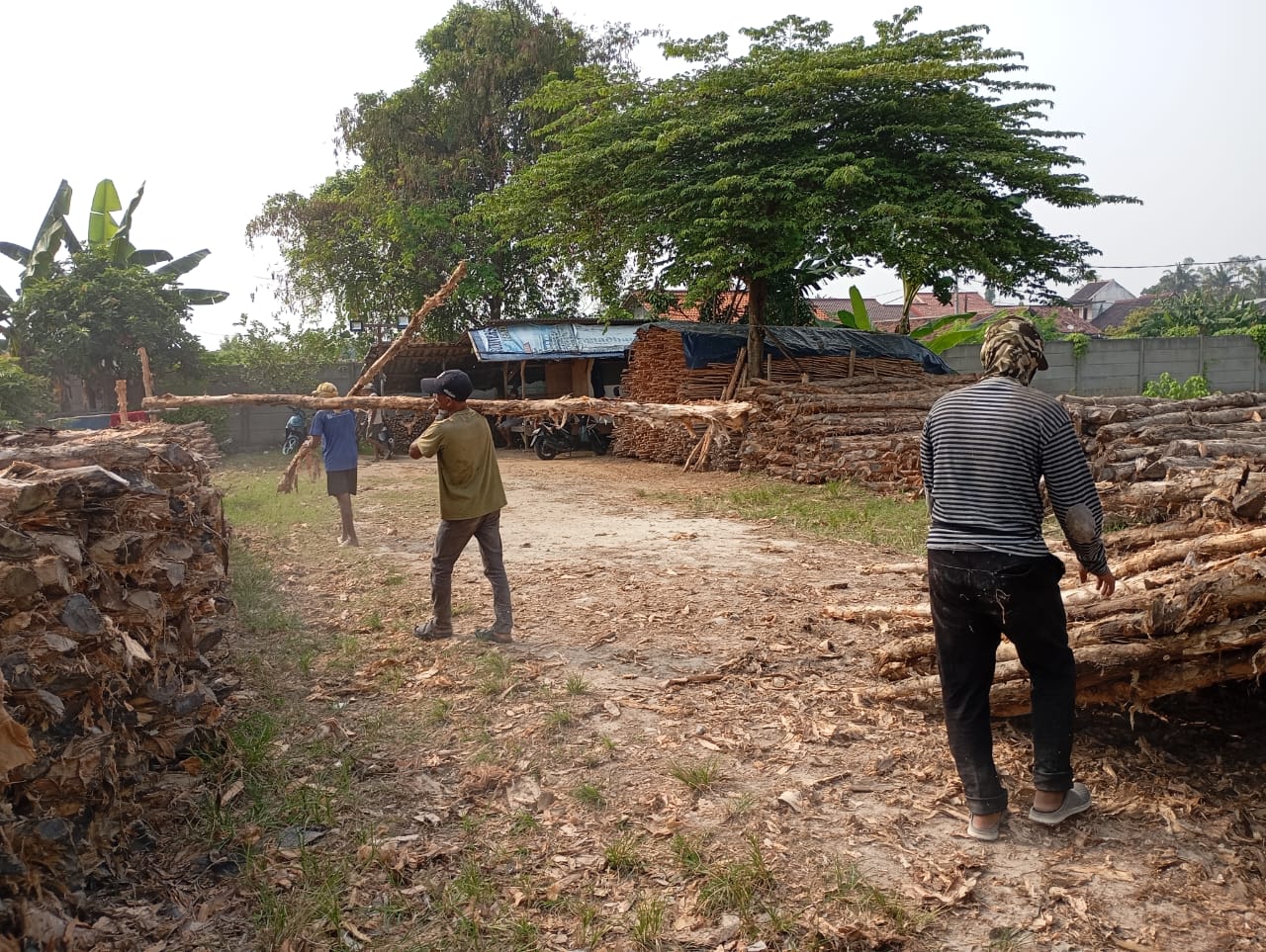 Bongkar muat kayu dolken gelam siap antar ke pelanggan di Rangkasbitung — foto 1