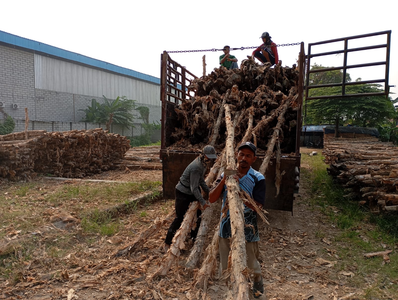 Bongkar muat kayu dolken gelam siap antar ke pelanggan di Solo — foto 1